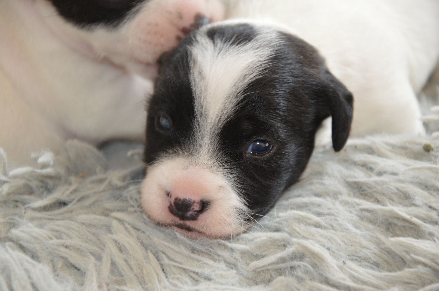 Des Terriers Du Large - Chiots disponibles - Jack Russell Terrier