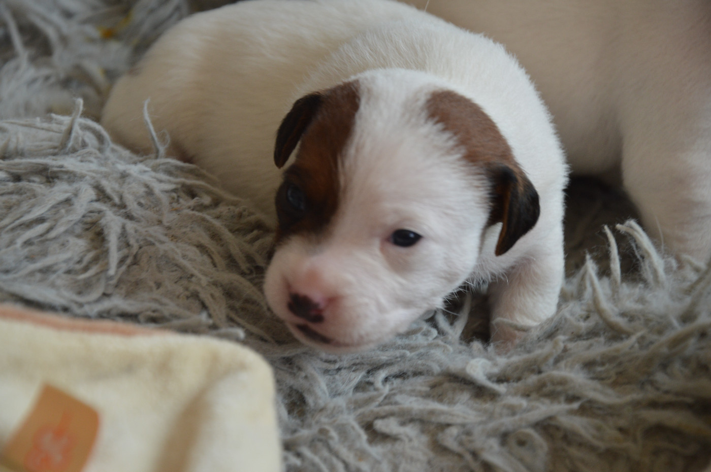 Des Terriers Du Large - Chiots disponibles - Jack Russell Terrier