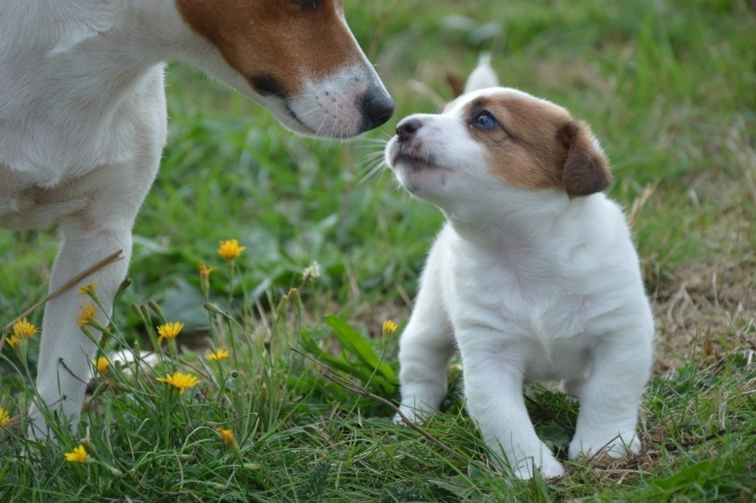 Des Terriers Du Large - Chiots disponibles - Jack Russell Terrier