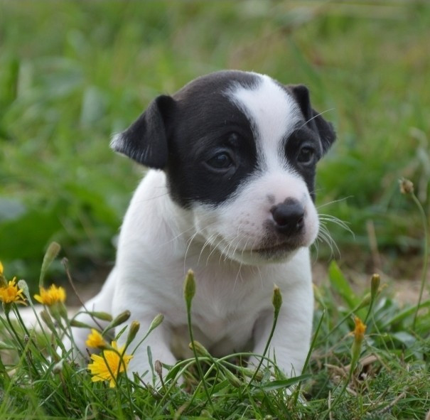 Des Terriers Du Large - Chiots disponibles - Jack Russell Terrier