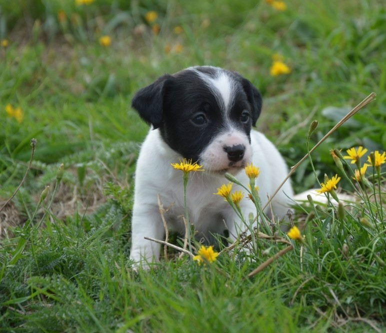 Des Terriers Du Large - Chiots disponibles - Jack Russell Terrier