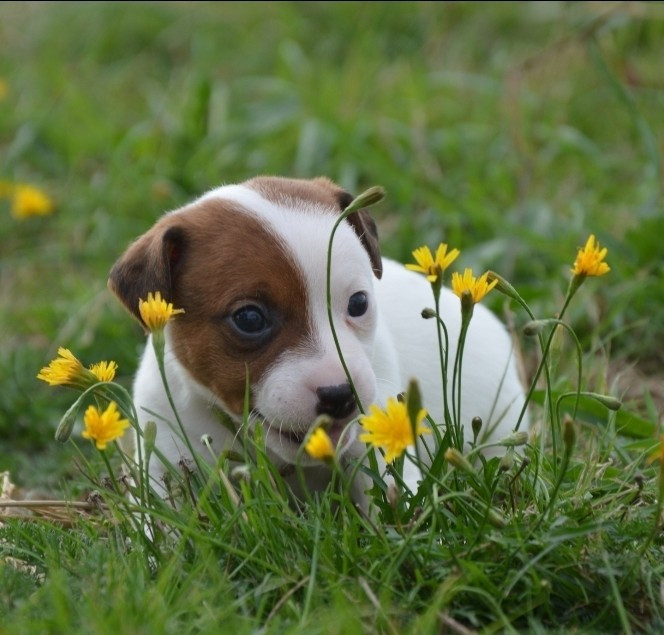 Des Terriers Du Large - Chiots disponibles - Jack Russell Terrier
