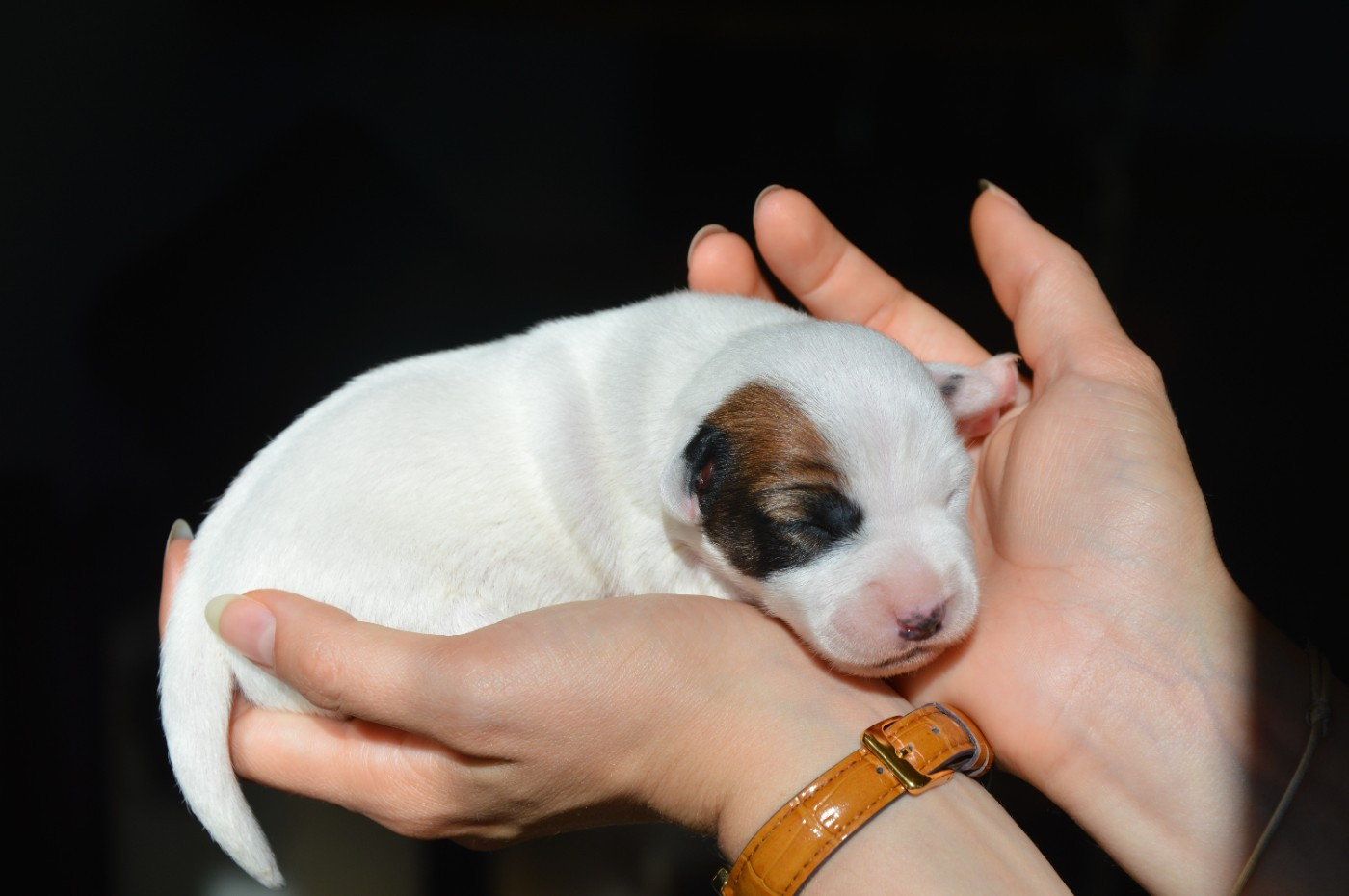 Des Terriers Du Large - Chiots disponibles - Jack Russell Terrier