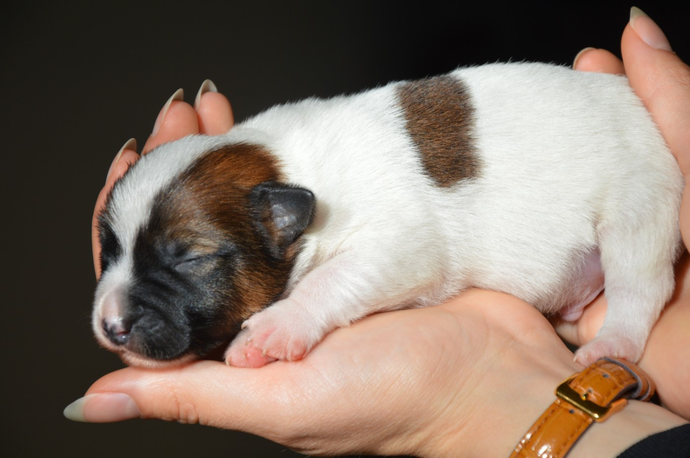 Des Terriers Du Large - Chiots disponibles - Jack Russell Terrier