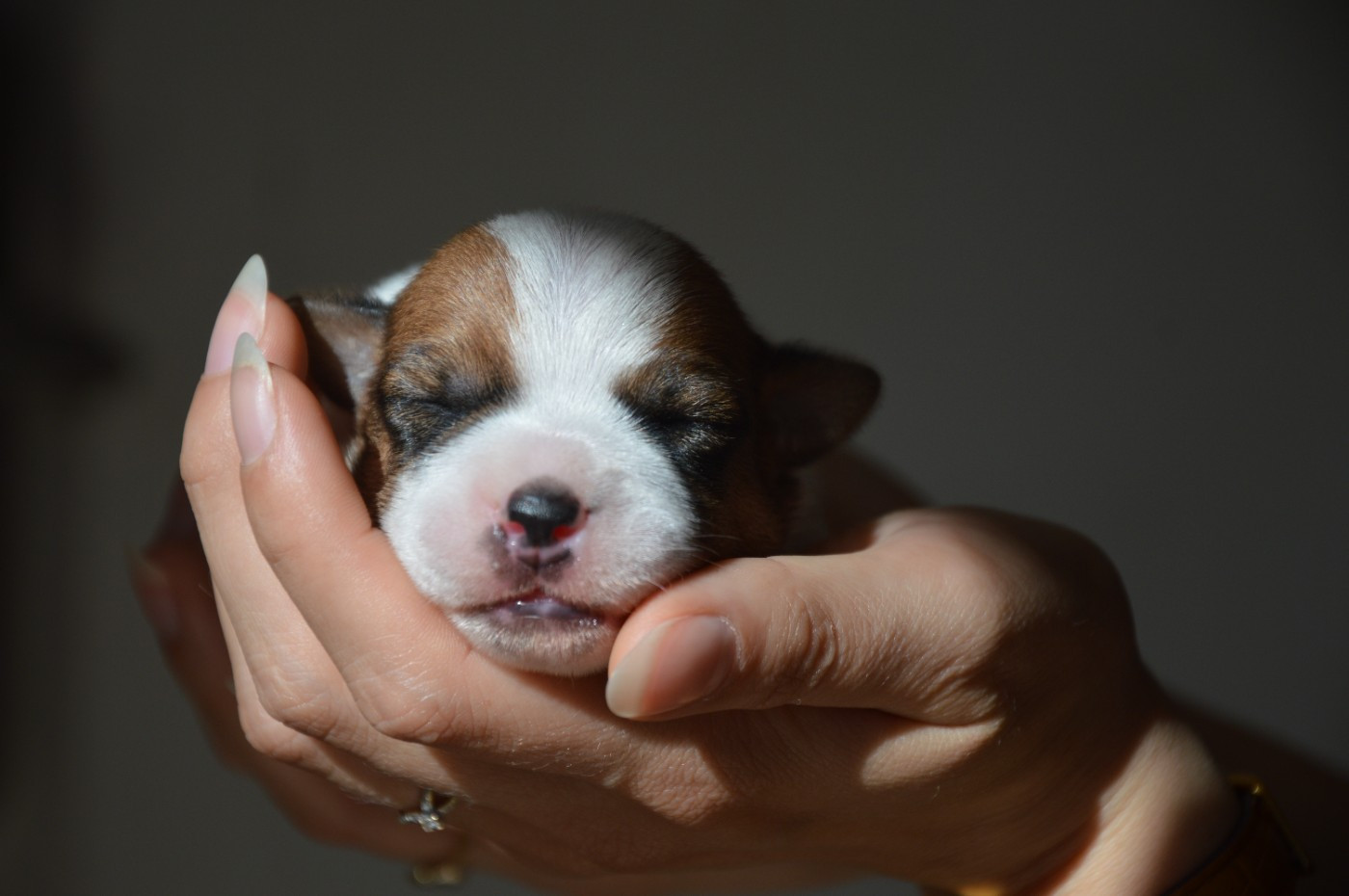 Des Terriers Du Large - Chiots disponibles - Jack Russell Terrier