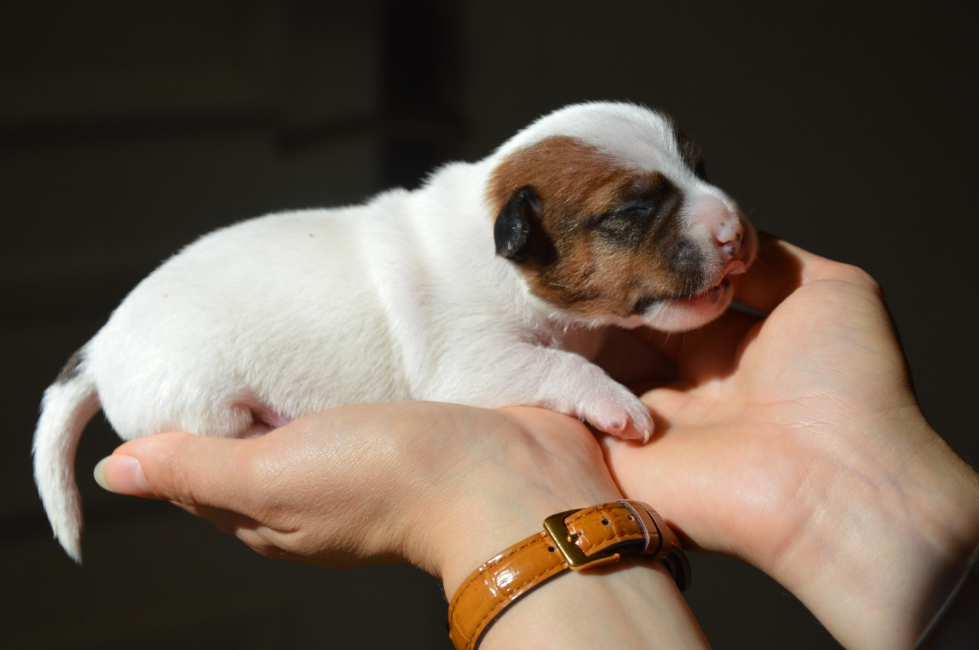 Des Terriers Du Large - Chiots disponibles - Jack Russell Terrier