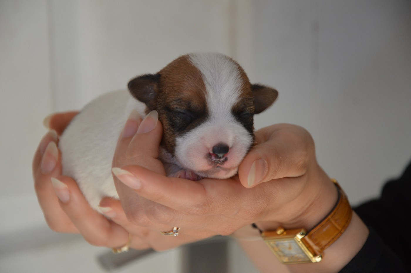 Des Terriers Du Large - Chiots disponibles - Jack Russell Terrier
