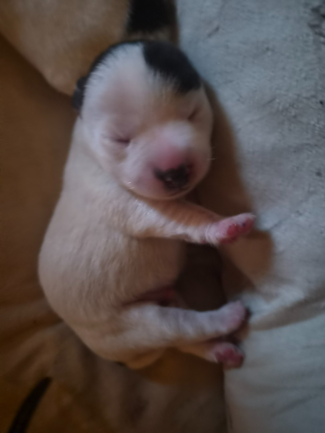 Des Terriers Du Large - Chiots disponibles - Jack Russell Terrier