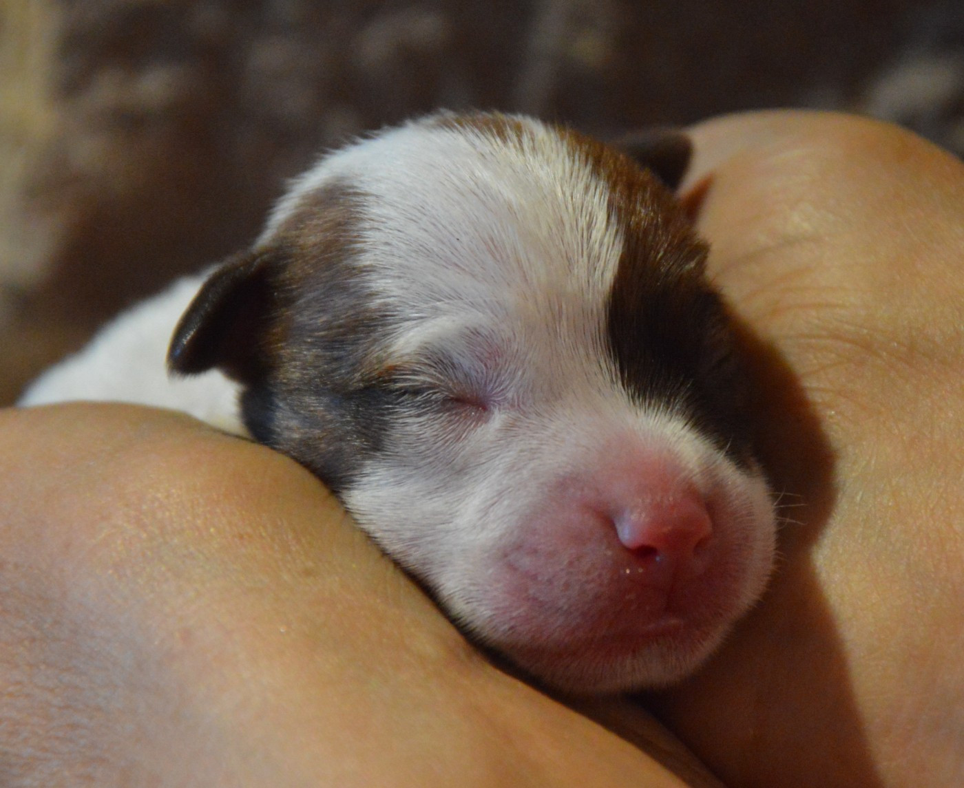 Des Terriers Du Large - Chiots disponibles - Jack Russell Terrier