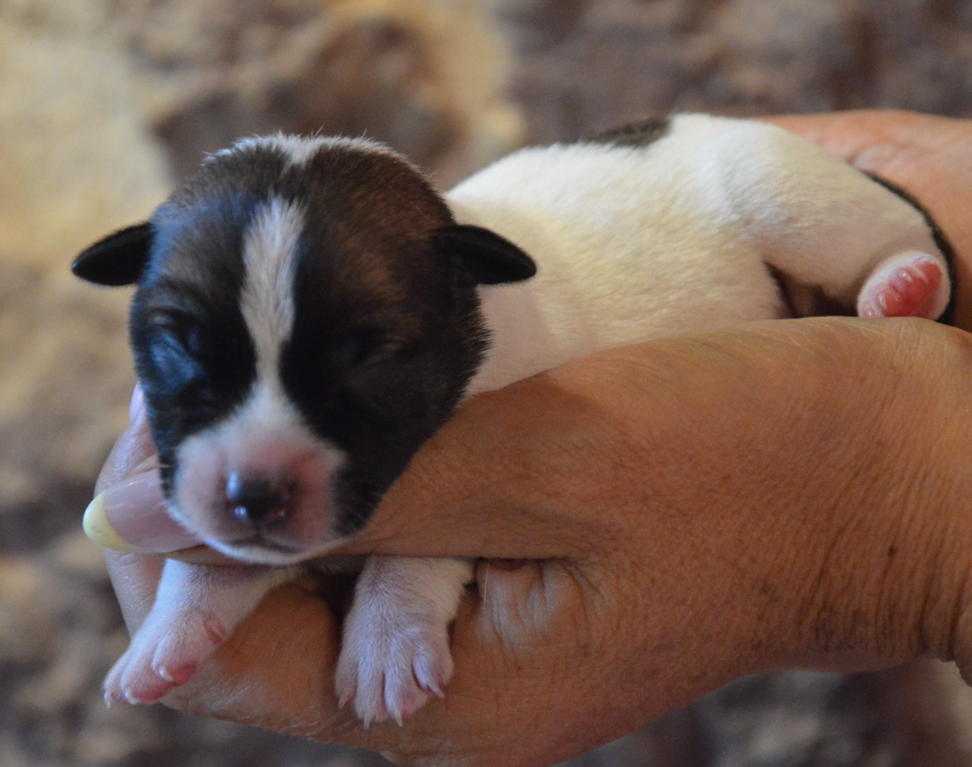 Des Terriers Du Large - Chiots disponibles - Jack Russell Terrier