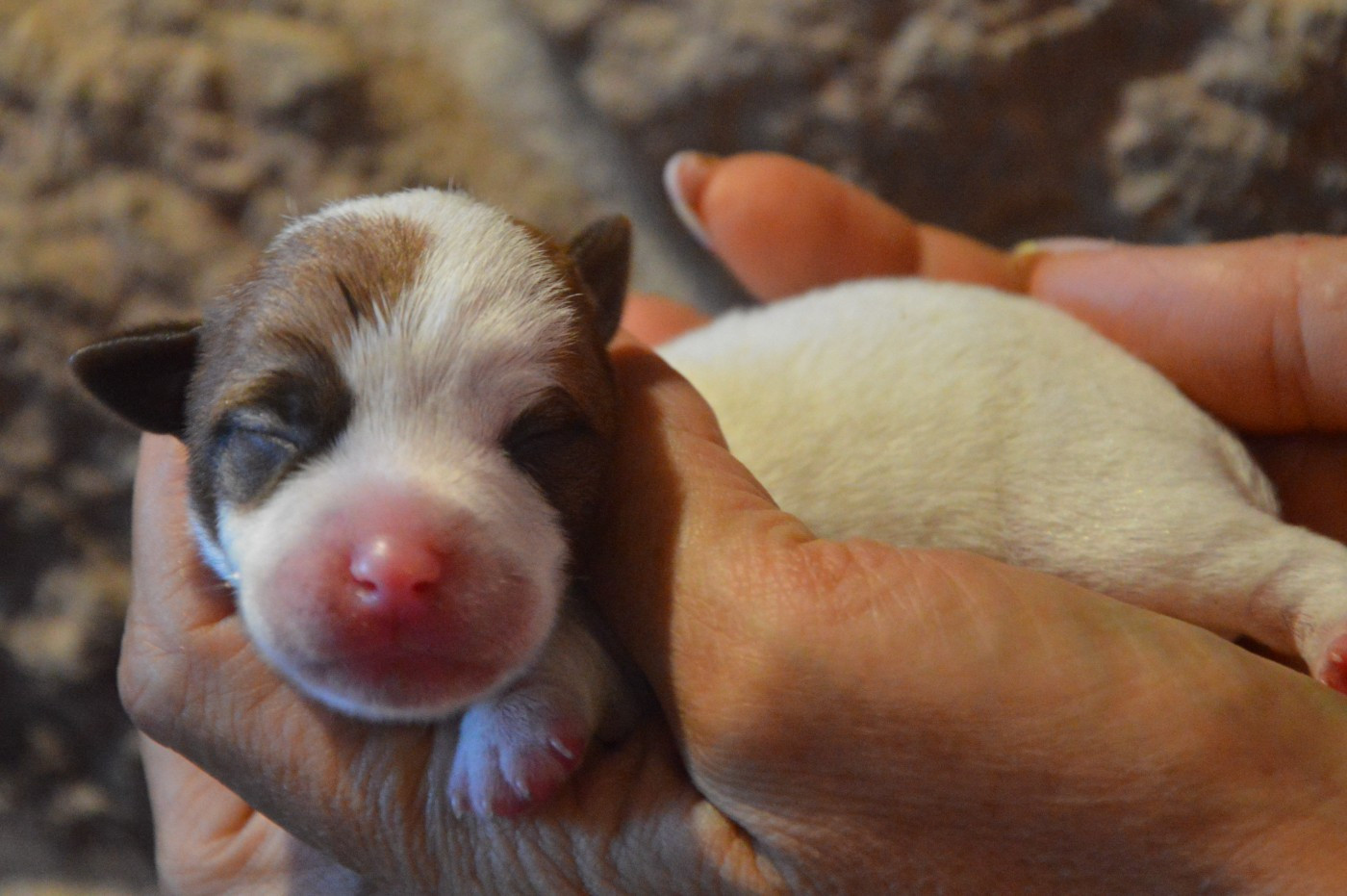 Des Terriers Du Large - Chiots disponibles - Jack Russell Terrier