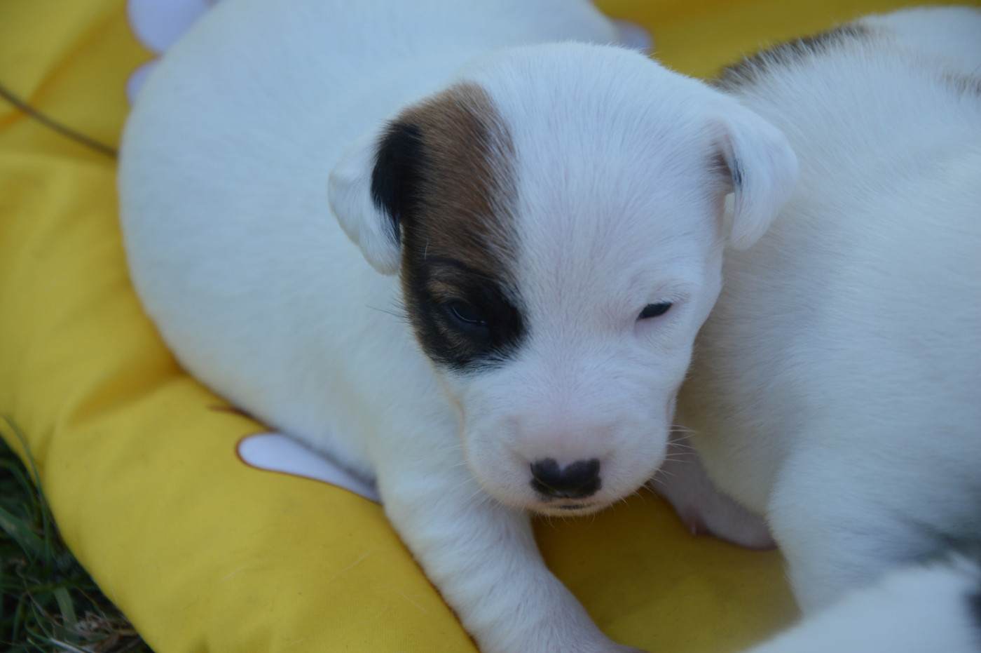 Des Terriers Du Large - Chiots disponibles - Jack Russell Terrier