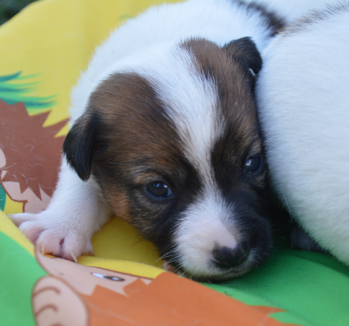 Des Terriers Du Large - Chiots disponibles - Jack Russell Terrier