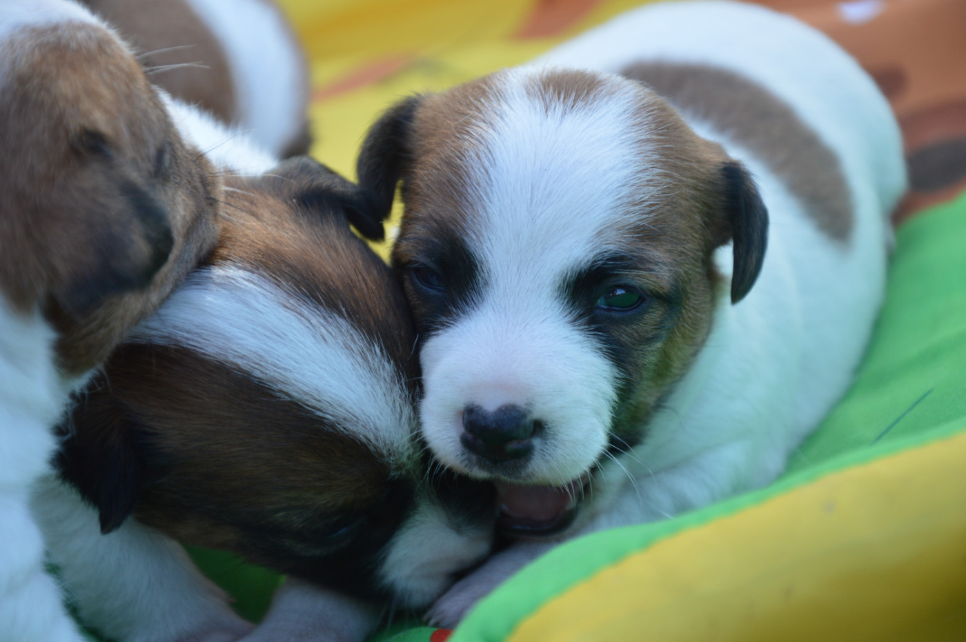 Des Terriers Du Large - Chiots disponibles - Jack Russell Terrier