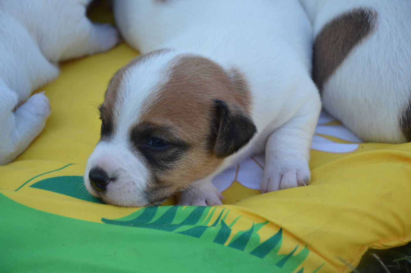 Des Terriers Du Large - Chiots disponibles - Jack Russell Terrier