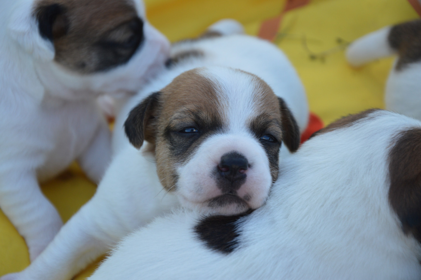 Des Terriers Du Large - Chiots disponibles - Jack Russell Terrier