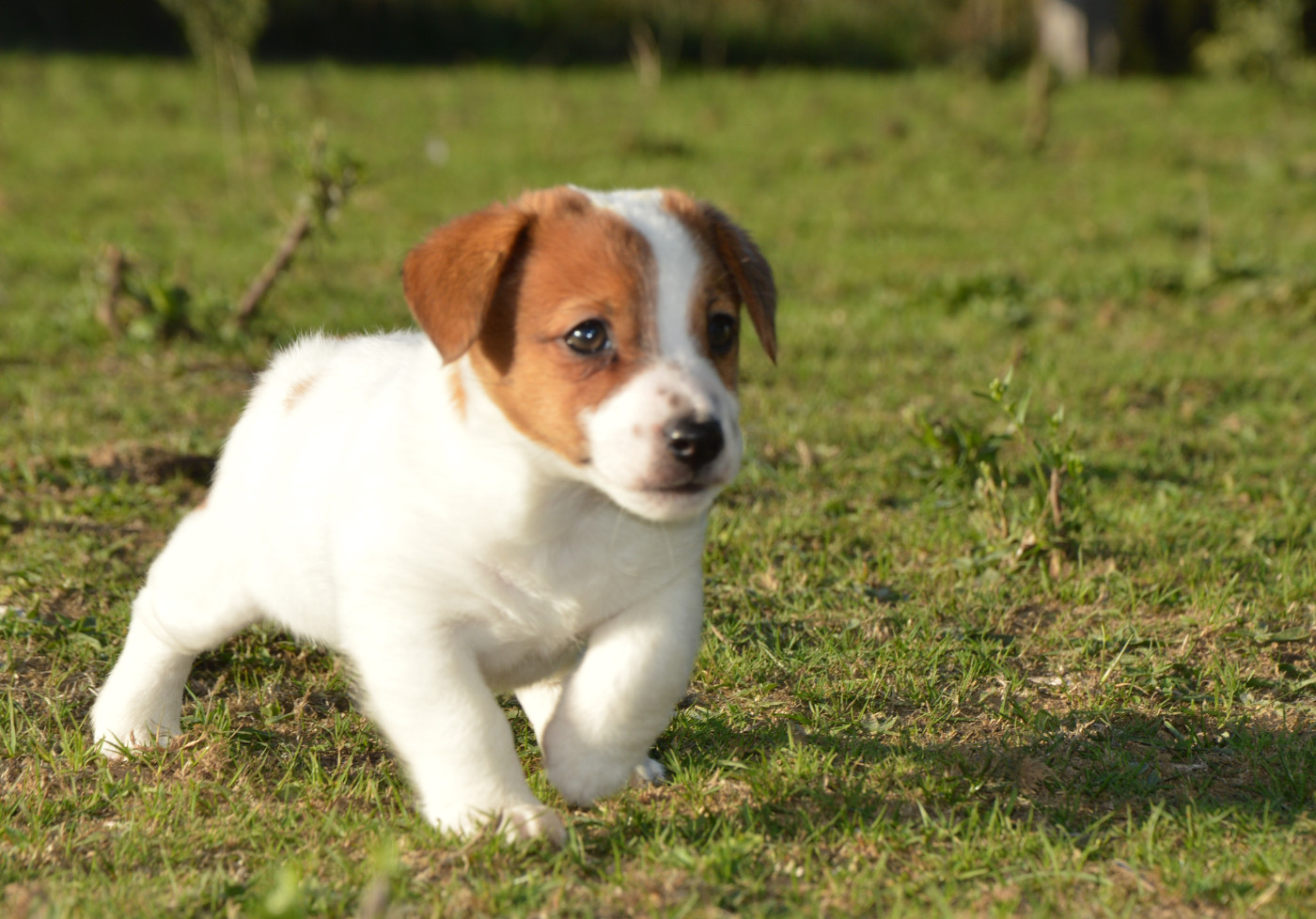 Des Terriers Du Large - Chiots disponibles - Jack Russell Terrier