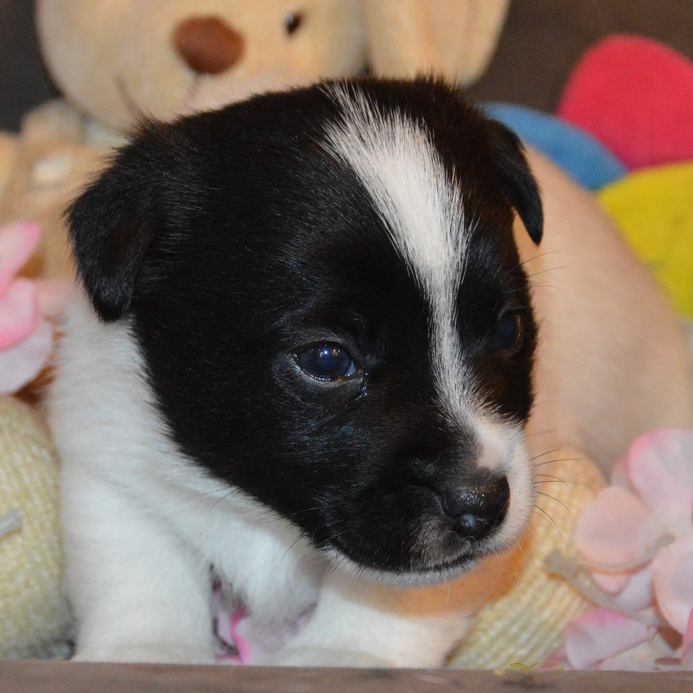 Des Terriers Du Large - Chiots disponibles - Jack Russell Terrier