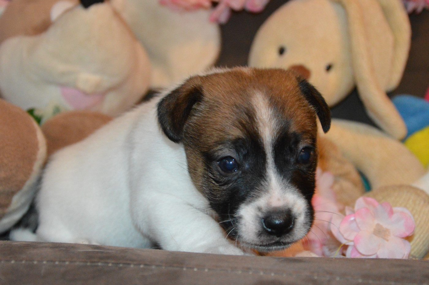 Des Terriers Du Large - Chiots disponibles - Jack Russell Terrier