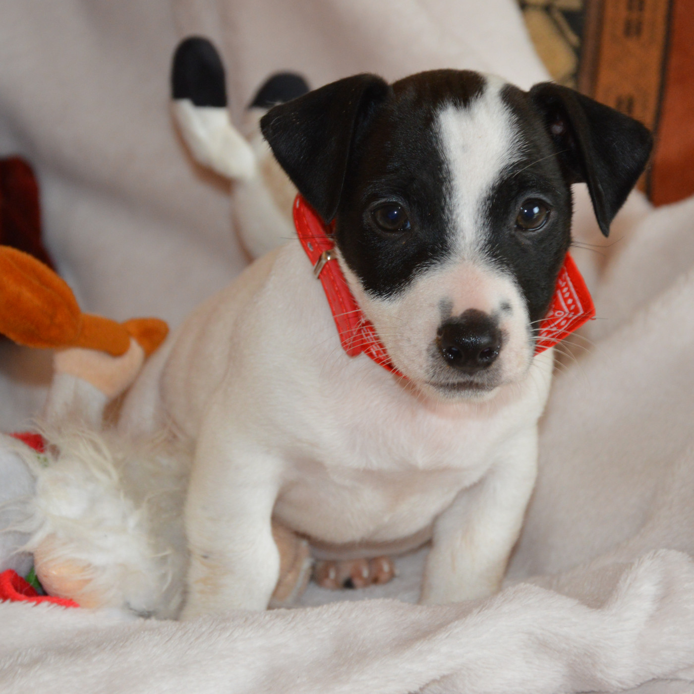 Des Terriers Du Large - Chiots disponibles - Jack Russell Terrier