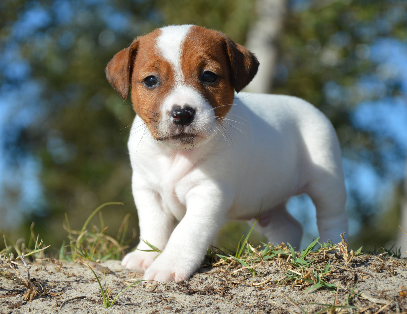 Des Terriers Du Large - Chiots disponibles - Jack Russell Terrier