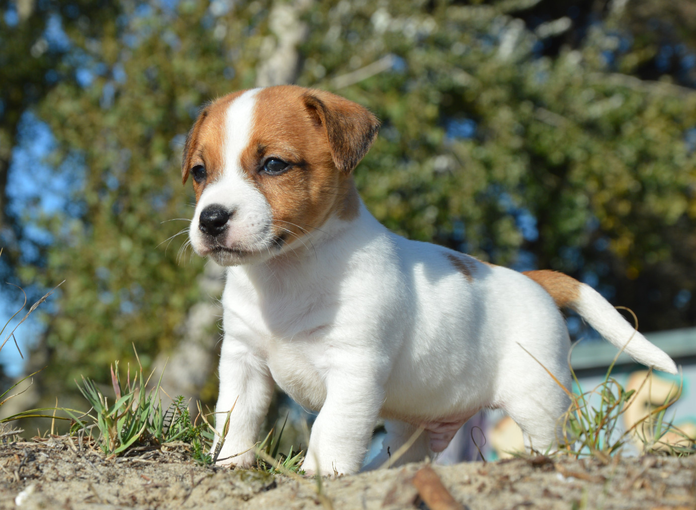 Des Terriers Du Large - Chiots disponibles - Jack Russell Terrier