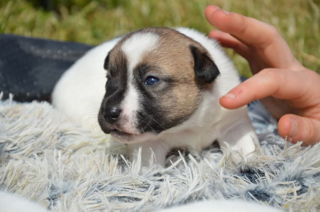 Des Terriers Du Large - Chiots disponibles - Jack Russell Terrier