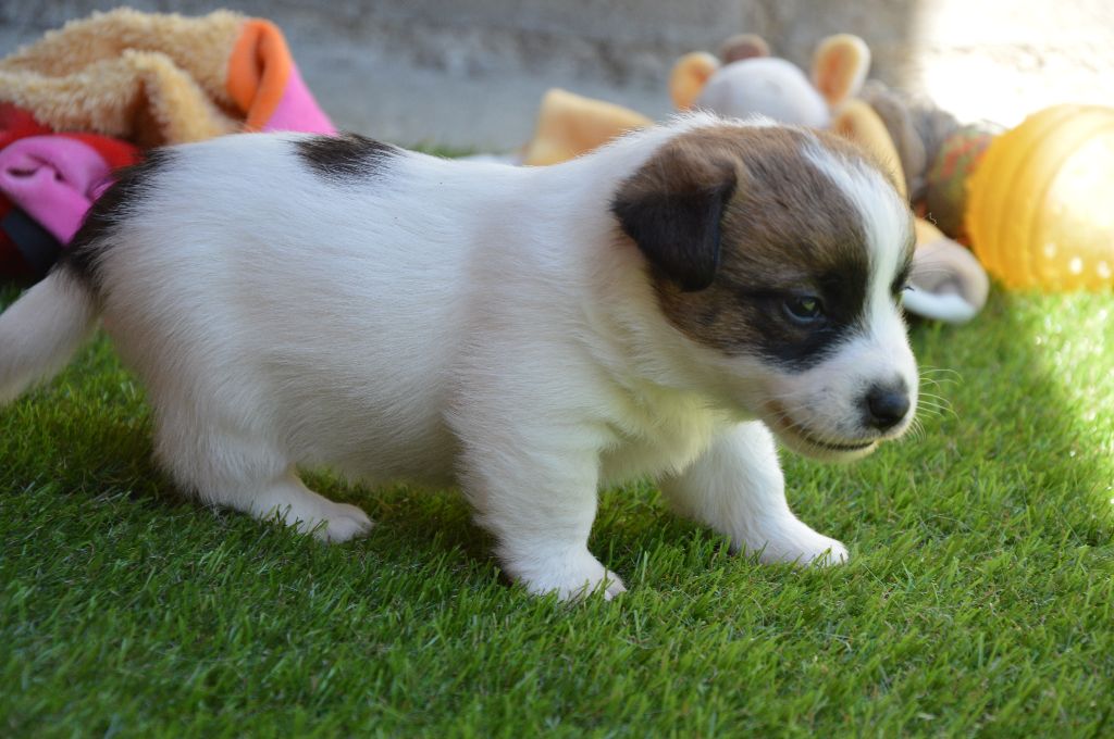 Des Terriers Du Large - Chiots disponibles - Jack Russell Terrier