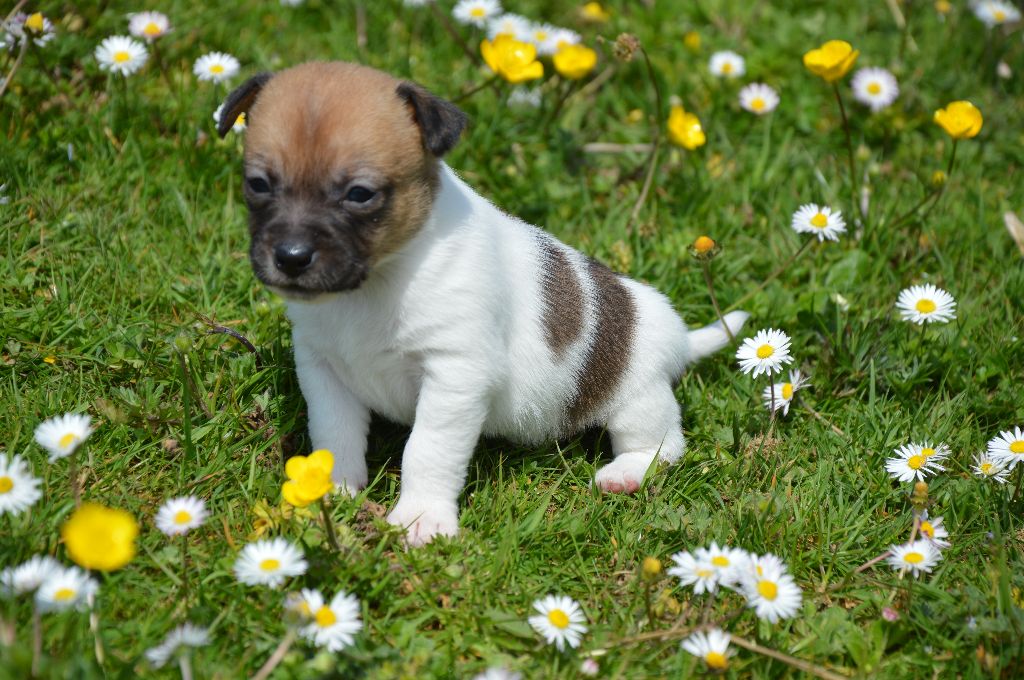 Des Terriers Du Large - Chiots disponibles - Jack Russell Terrier