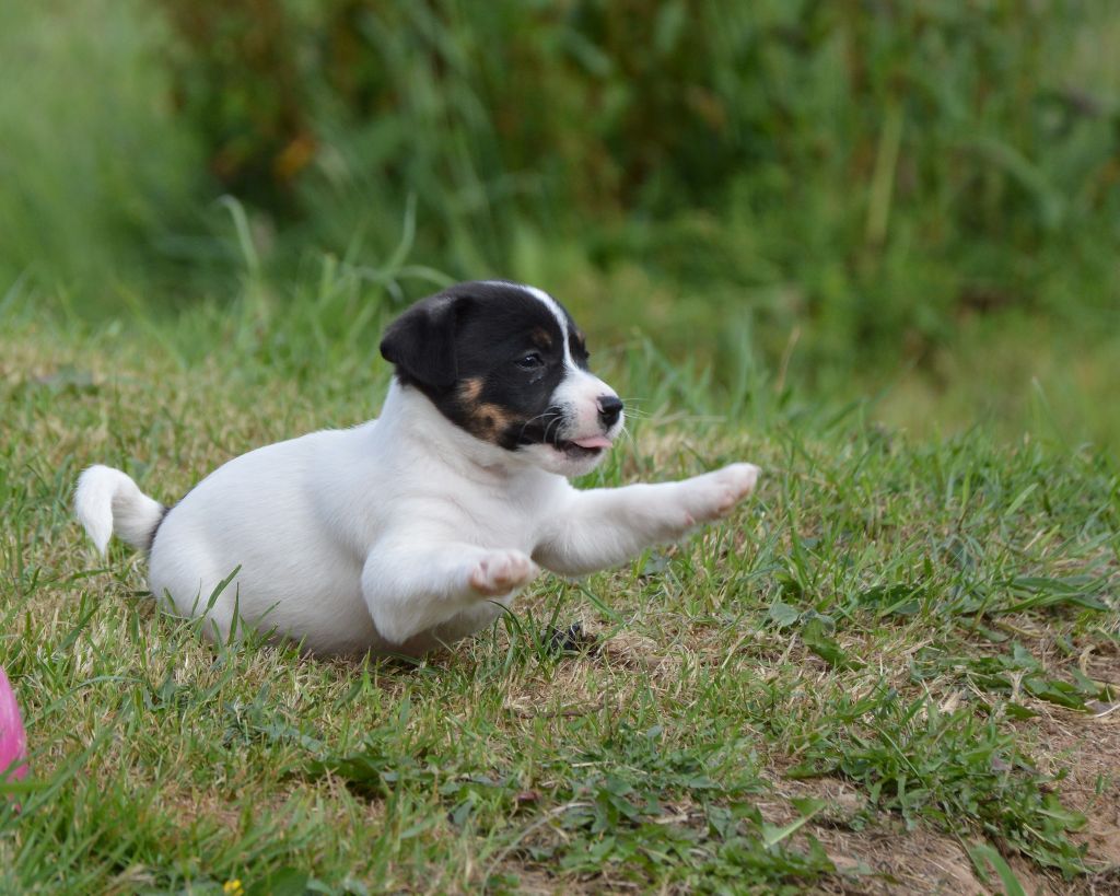 Des Terriers Du Large - Chiots disponibles - Jack Russell Terrier