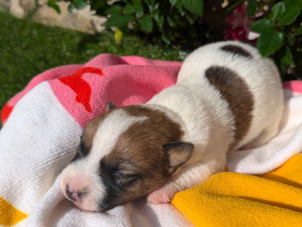 Des Terriers Du Large - Chiots disponibles - Jack Russell Terrier