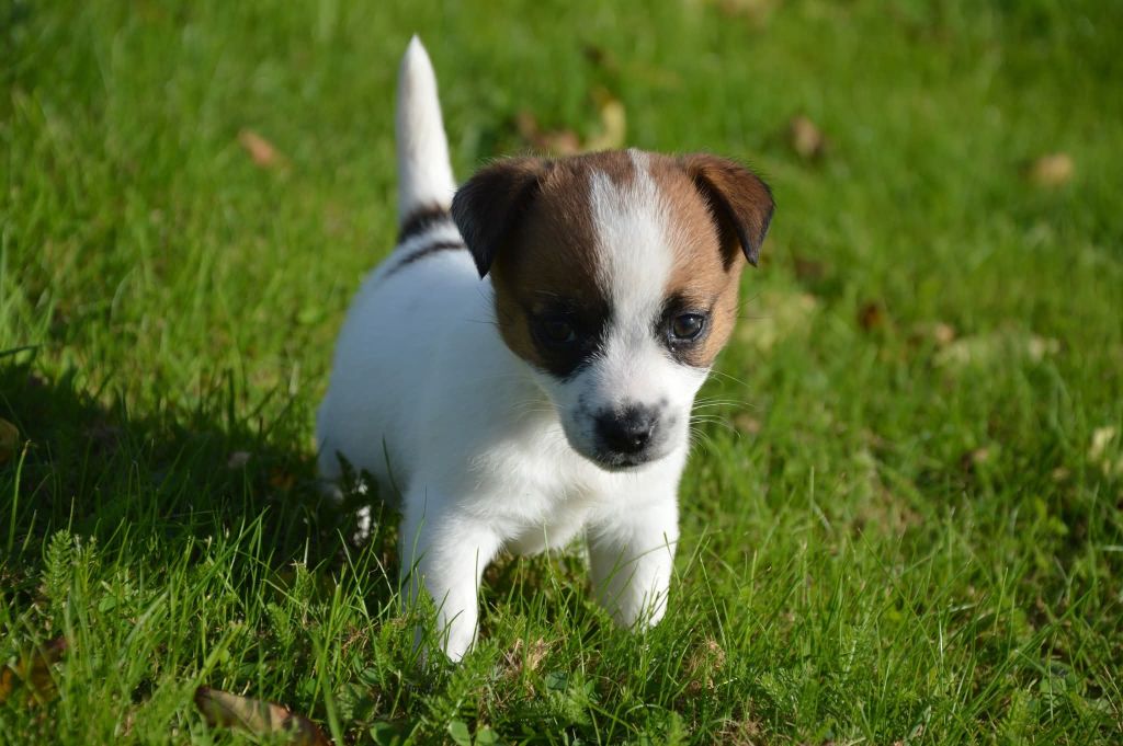 Des Terriers Du Large - Chiots disponibles - Jack Russell Terrier