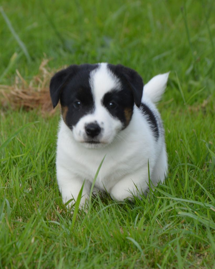 Des Terriers Du Large - Chiots disponibles - Jack Russell Terrier