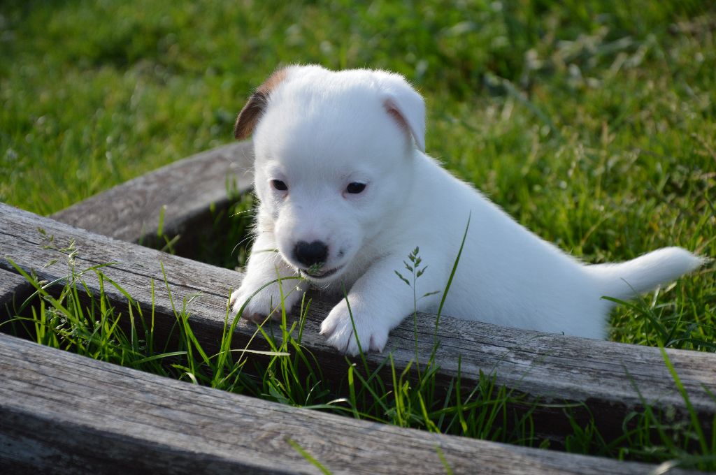 Des Terriers Du Large - Chiots disponibles - Jack Russell Terrier