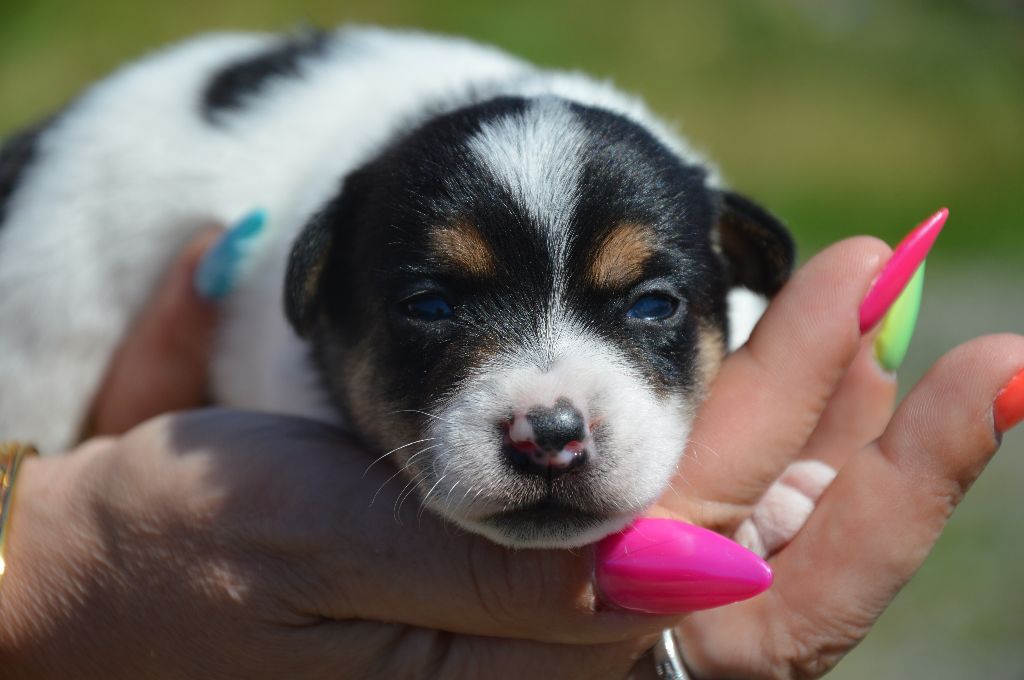 Des Terriers Du Large - Chiots disponibles - Jack Russell Terrier