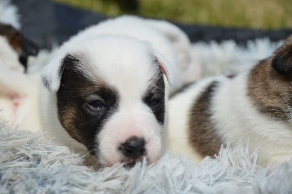 Des Terriers Du Large - Chiots disponibles - Jack Russell Terrier