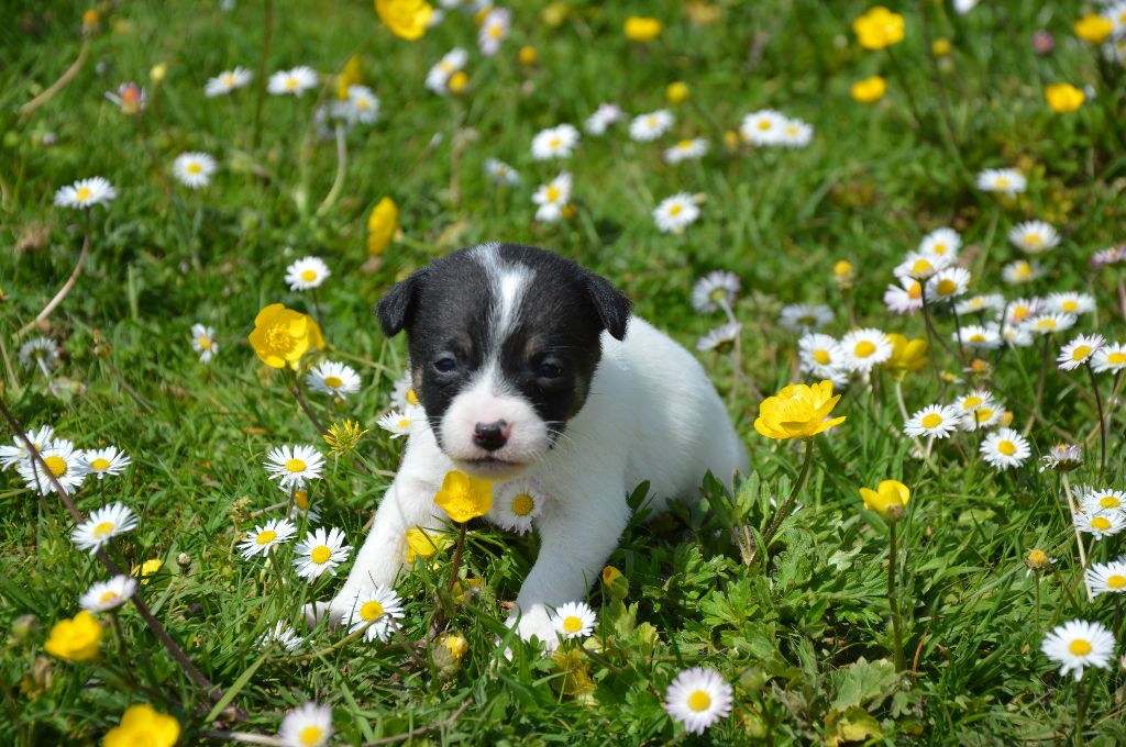 Des Terriers Du Large - Chiots disponibles - Jack Russell Terrier