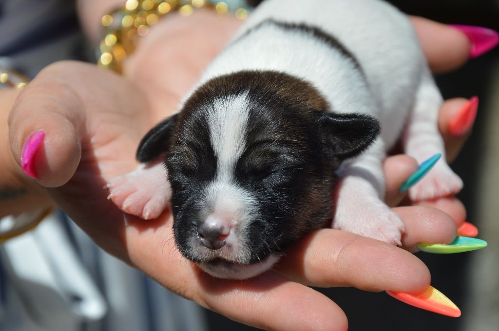 Des Terriers Du Large - Chiots disponibles - Jack Russell Terrier