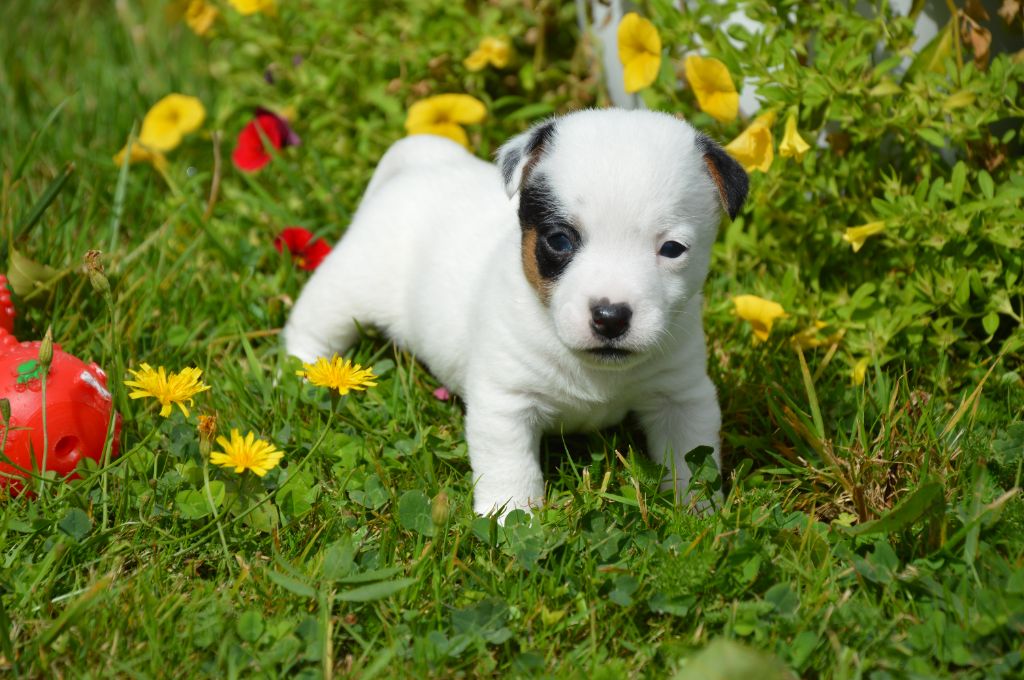 Des Terriers Du Large - Chiots disponibles - Jack Russell Terrier