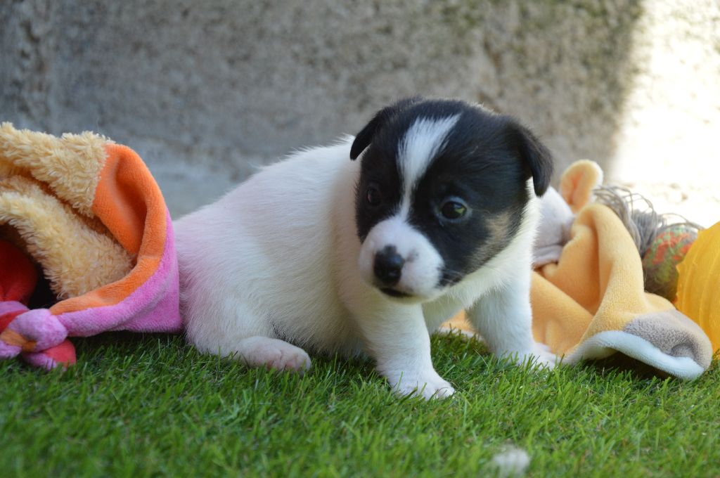 Des Terriers Du Large - Chiots disponibles - Jack Russell Terrier