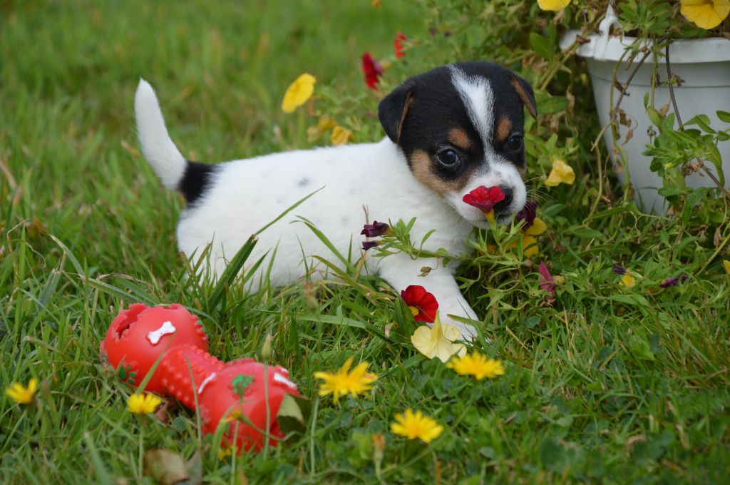 Des Terriers Du Large - Chiots disponibles - Jack Russell Terrier
