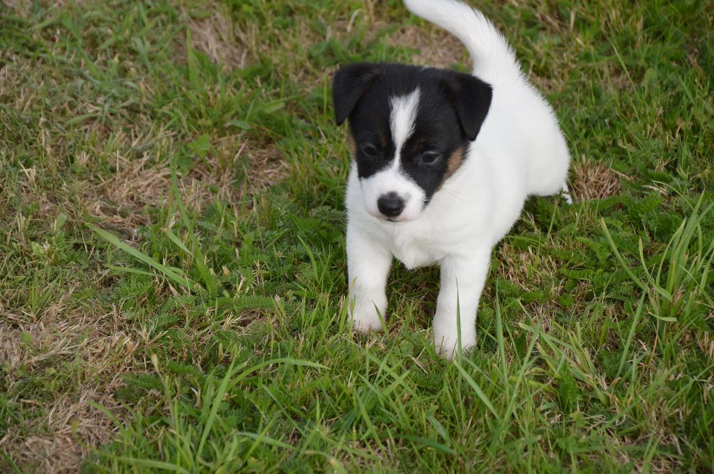 Des Terriers Du Large - Chiots disponibles - Jack Russell Terrier