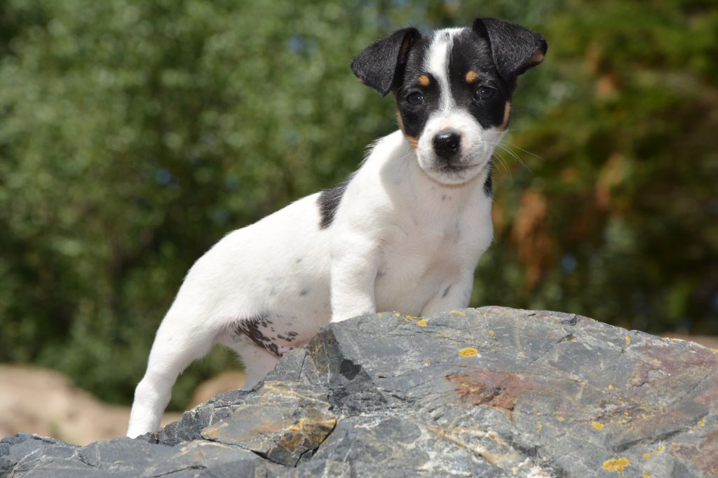 Chiot Jack Russell Terrier Des Terriers Du Large