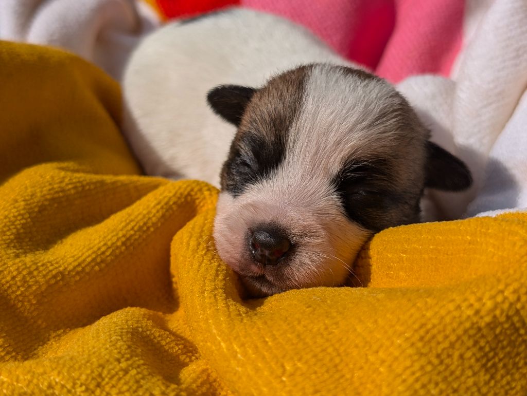 Des Terriers Du Large - Chiots disponibles - Jack Russell Terrier