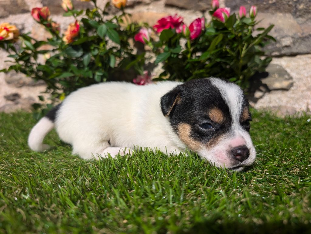 Des Terriers Du Large - Chiots disponibles - Jack Russell Terrier