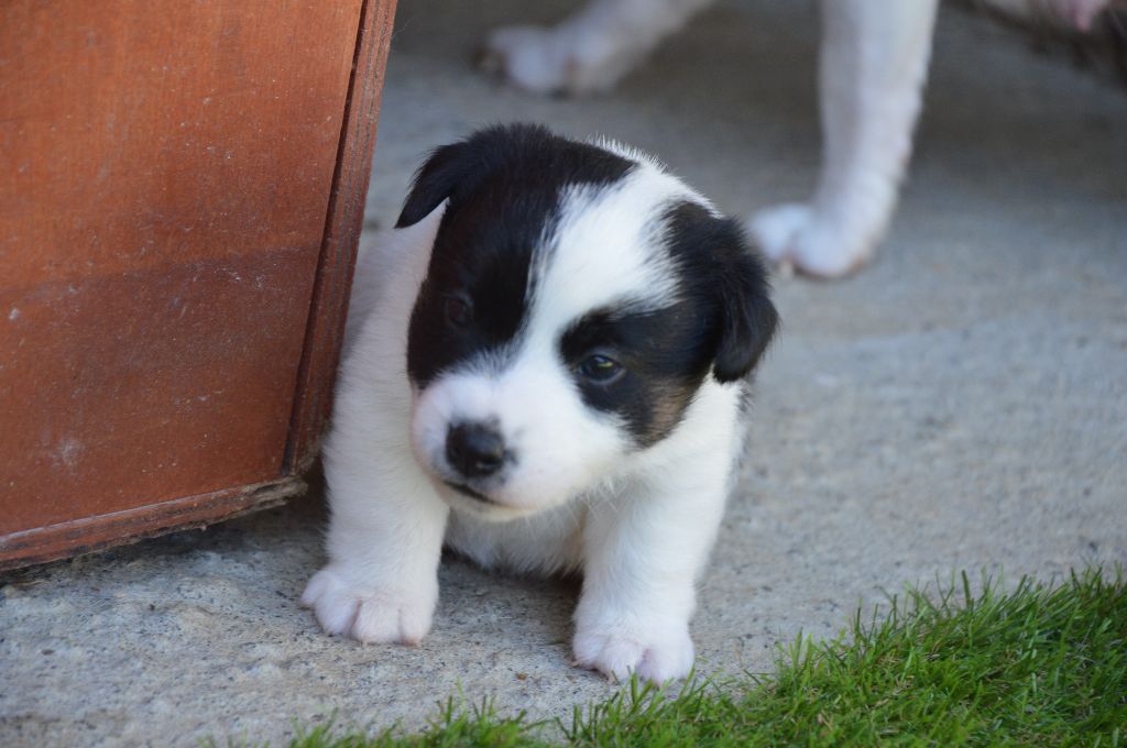 Des Terriers Du Large - Chiots disponibles - Jack Russell Terrier