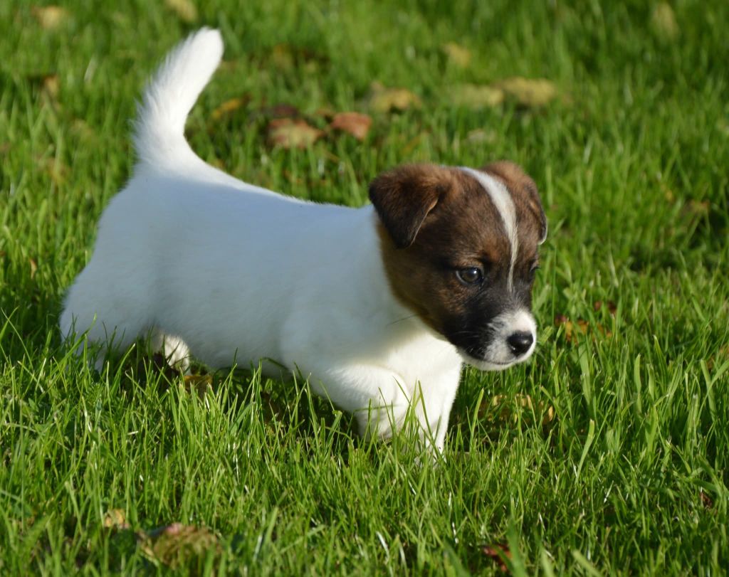 Des Terriers Du Large - Chiots disponibles - Jack Russell Terrier
