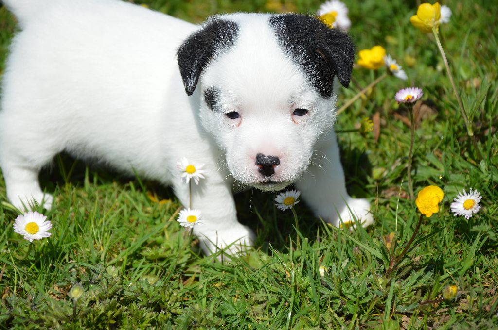 Des Terriers Du Large - Chiots disponibles - Jack Russell Terrier
