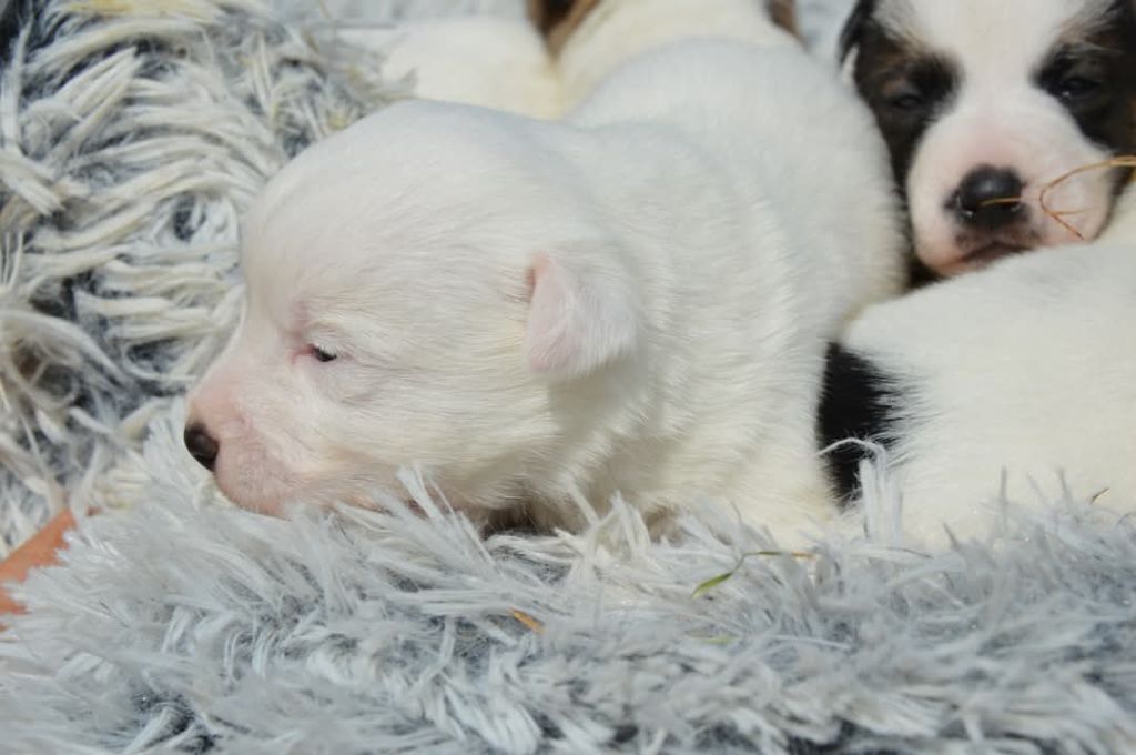 Des Terriers Du Large - Chiots disponibles - Jack Russell Terrier