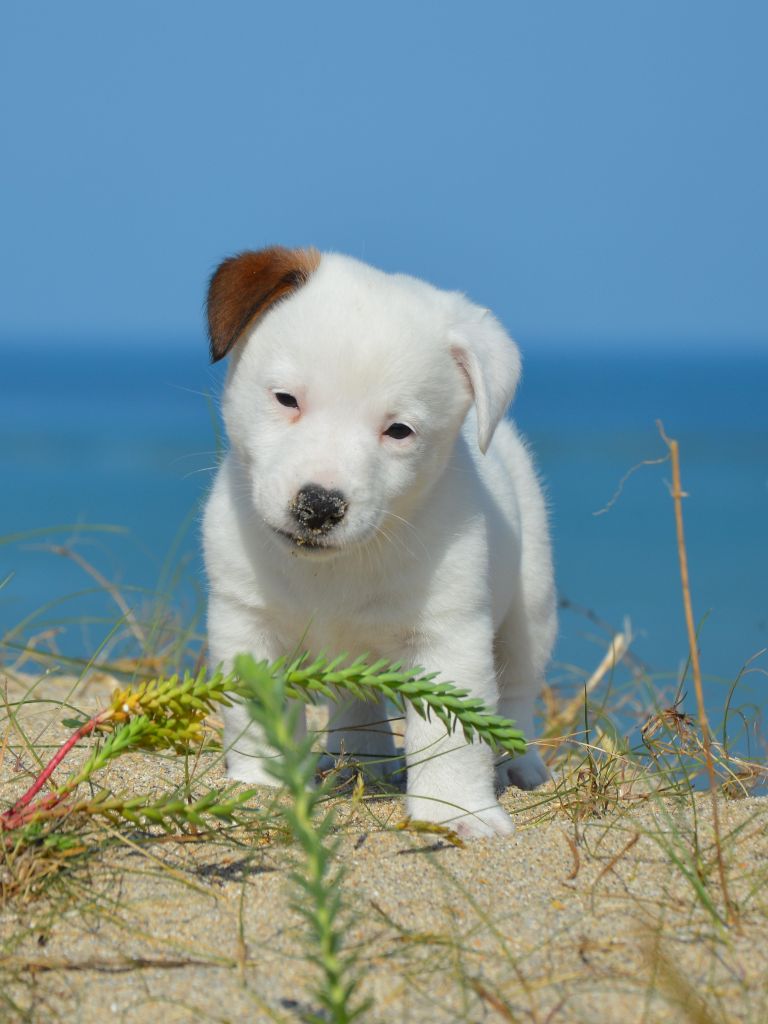 Des Terriers Du Large - Chiots disponibles - Jack Russell Terrier